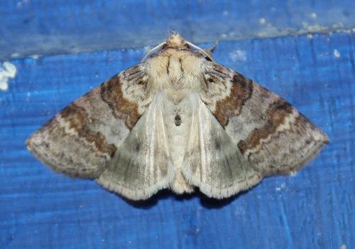Cymatophorina diluta